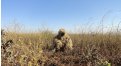 Маскировочный халат Taganrog Друид – купить по цене 3500 руб. в интернет-магазине в городе Чебоксары картинка 17